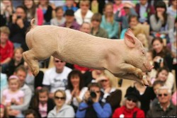 9-я&nbsp;Поросячья Олимпиада. Фото: news.bbc.co.uk